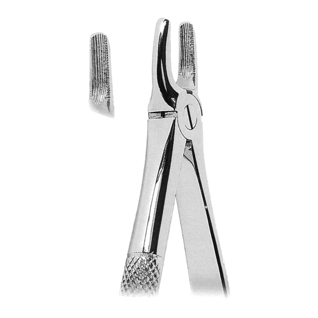 Upper Incisors and Canines Upper Incisors and Canines