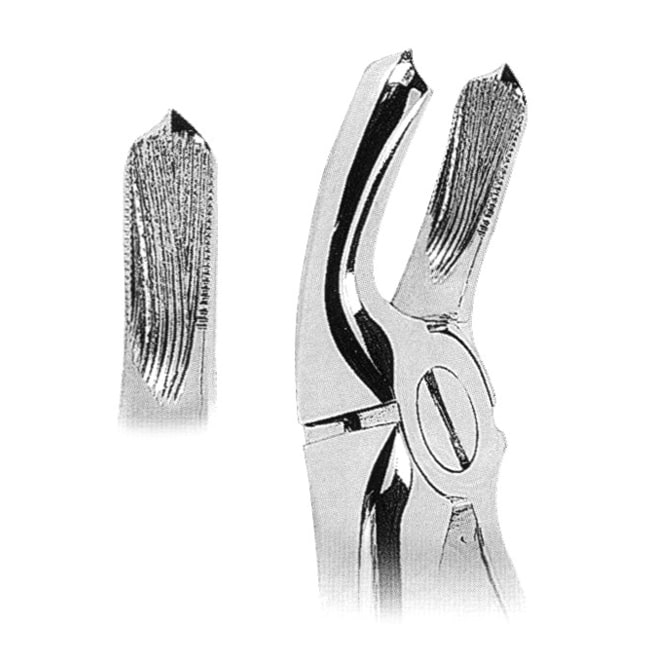 Upper Molars Upper Molars