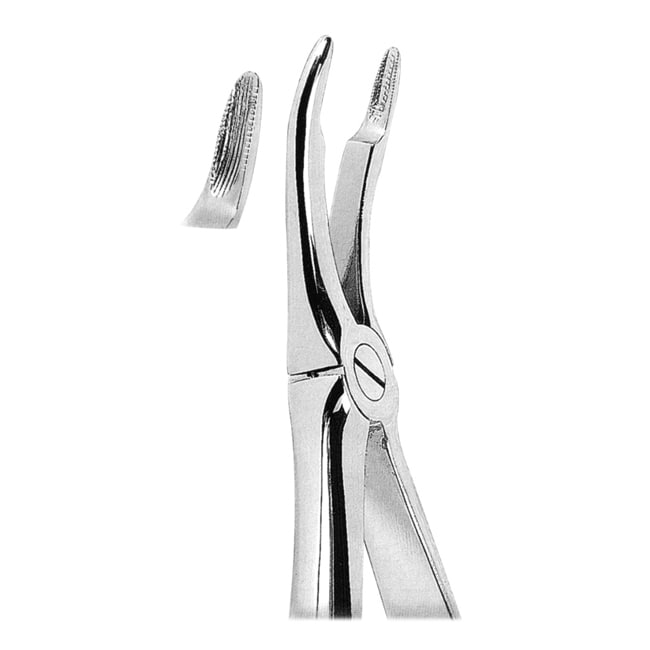 Extracting Forceps Extracting Forceps